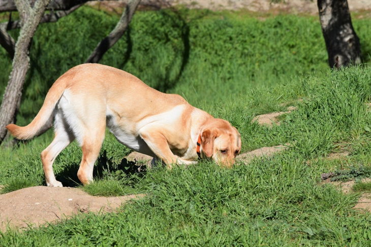 How To Train A Squirrel Dog