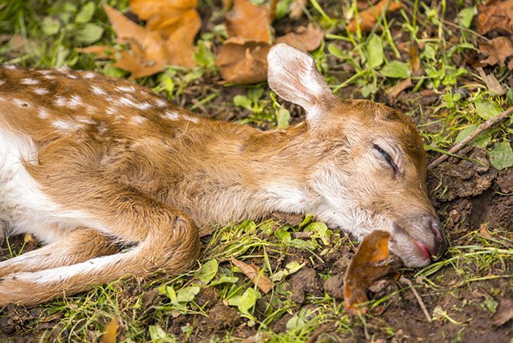 where-do-deer-sleep-the-important-facts-you-need-to-know