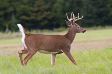 When Do Deer Move The Most? The Facts You Need To Learn Right Now!