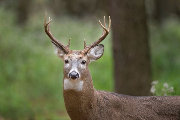 Best Deer Hoist