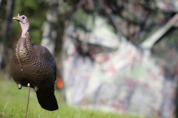 The 5 Best Turkey Decoys to Catch Gobblers Efficiently This Thanksgiving!