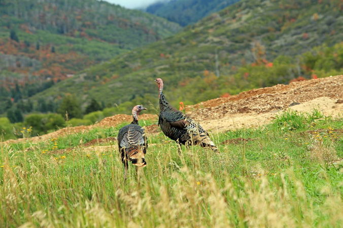 How Long Do Wild Turkeys Live For Everything You Need To Know how-long-do-wild-turkeys-live-for-everything-you-need-to-know