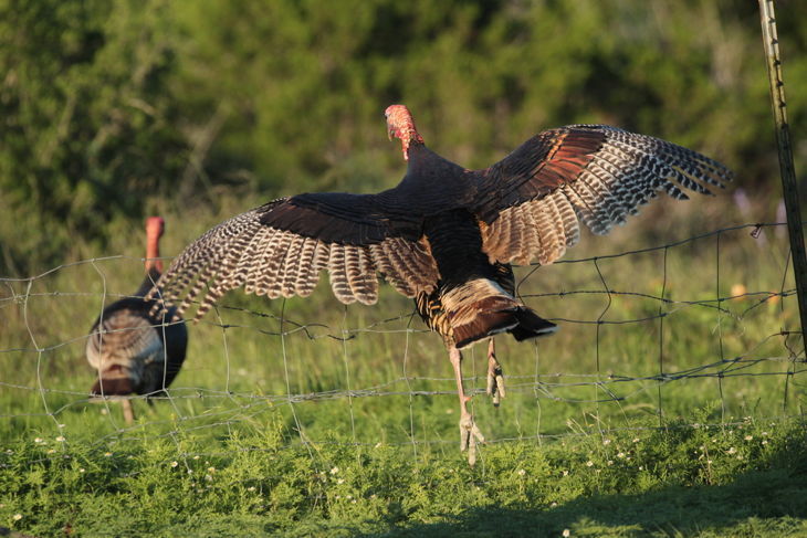 Can Turkeys Fly? The Surprising Answer Revealed!