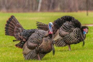 The 7 Effective Ways on How to Go Turkey Hunting In the Rain