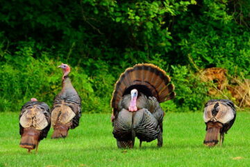 Turkey’s Mating Season: A Guide to How They Breed and When to Hunt