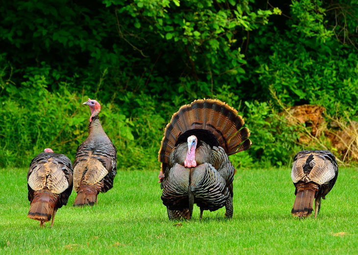 turkey's mating season