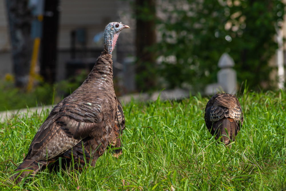 young male turkey jake