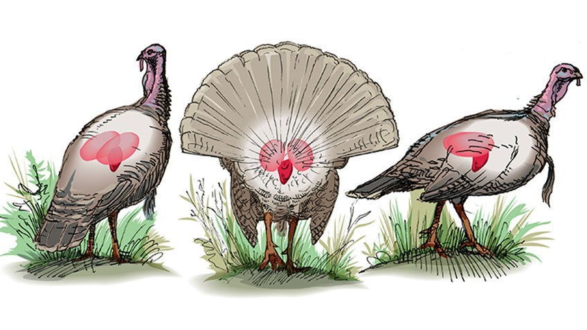 Where To Shoot A Turkey With A Bow What You Need To Know To Get The