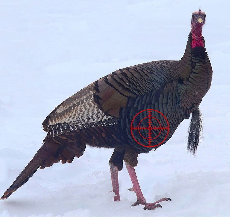 Where To Shoot A Turkey With A Bow What You Need To Know To Get The