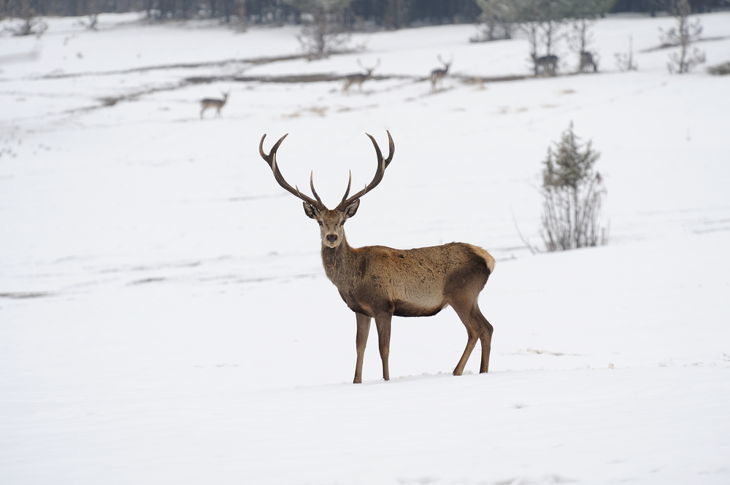 deer in winter