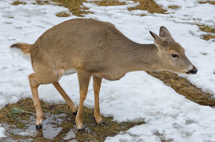 The 8 Effective Ways on How to Get Deer to Come to Your Stand