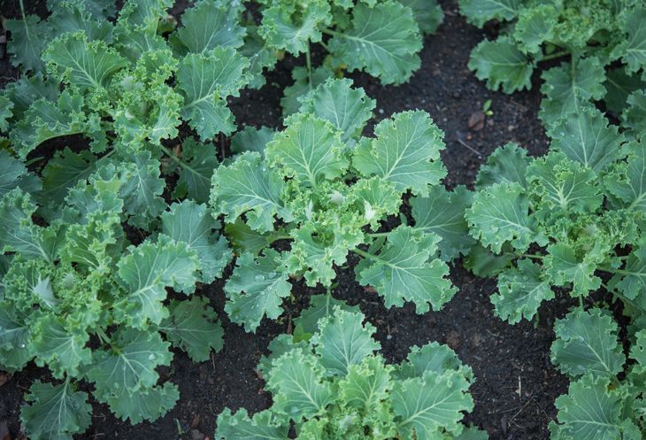 kale grow come deer garden curly types fresh effective stand plants greens harvest ways urine