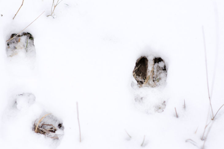 fresh whitetail deer tracks in the bright white snow