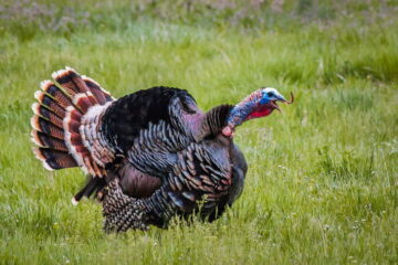 What Does a Turkey Sound Like? 10 Different Calls to Know About!