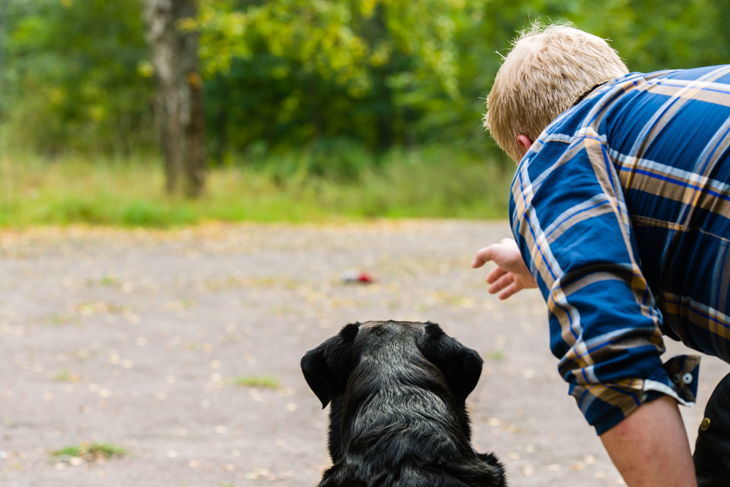 Dog owner trains his labrador retriever