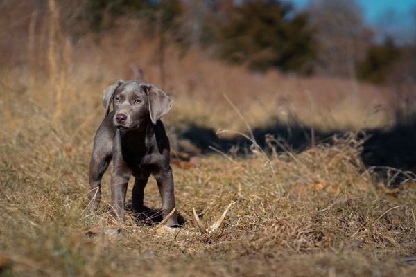 how to train a dog to shed hunt