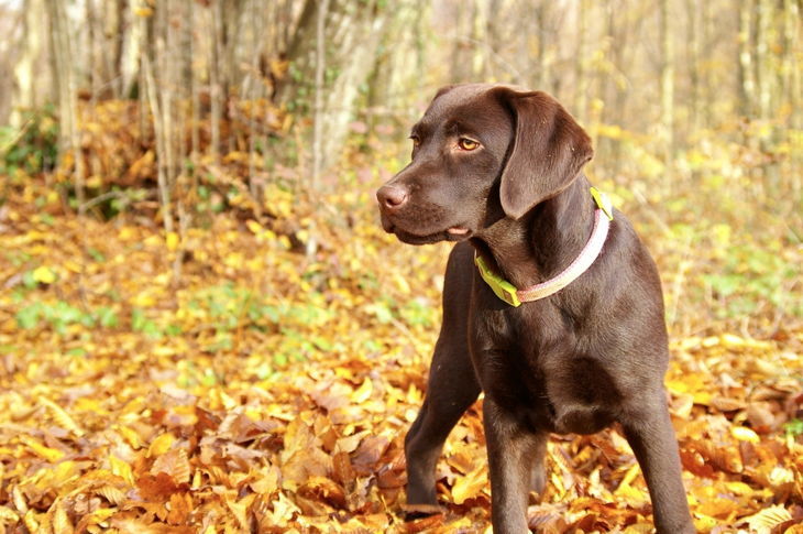 Labrador Retrievers