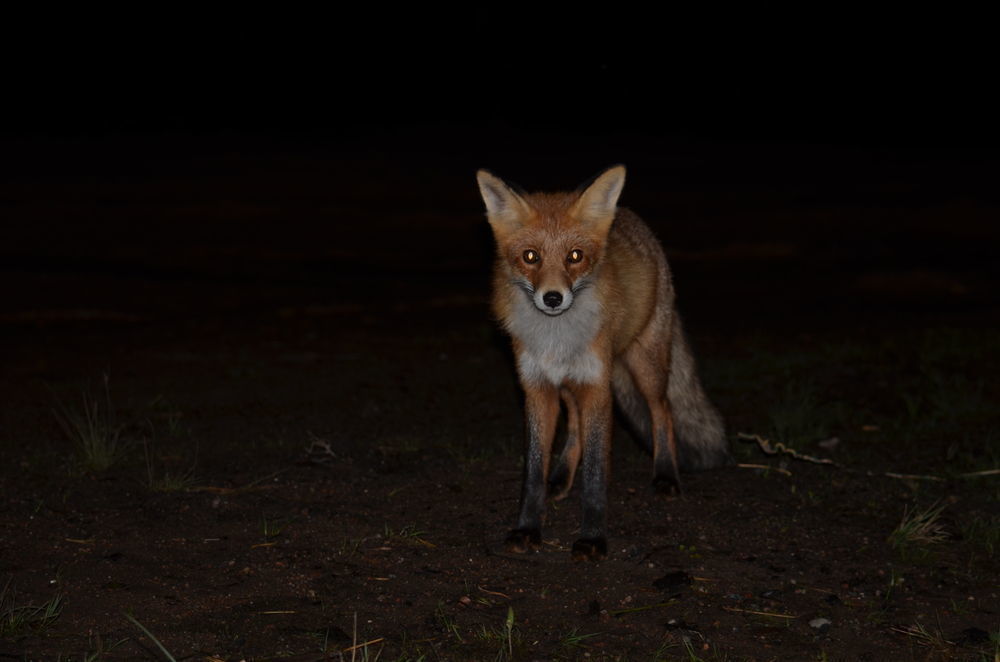 foxes hunting at night