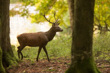 The Best Place to Shoot a Deer: 5 Effective Areas For Clean Kills