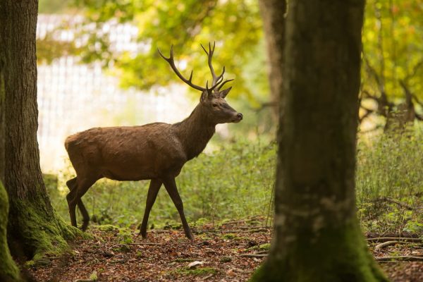 best place to shoot a deer