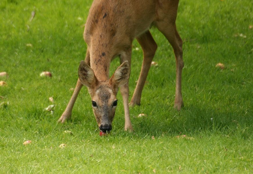 deer feeding