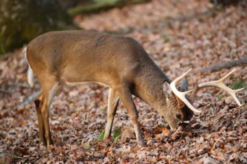 What to Feed Deer Other Than Corn: Healthy Food For Deer!