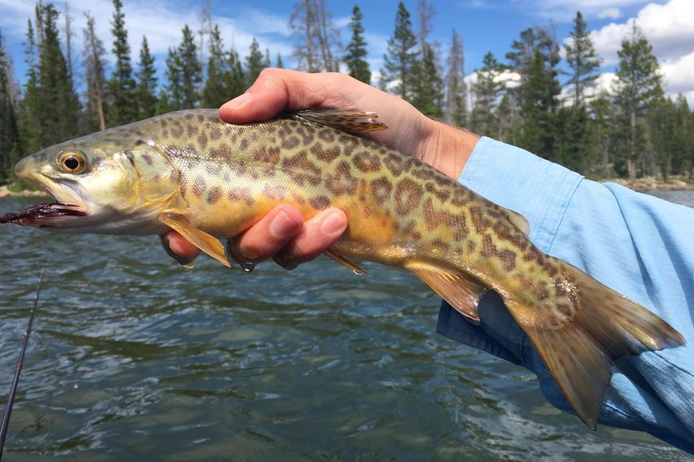 How to Catch Tiger Trout