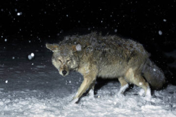 How to Hunt Coyotes at Night: The 3 Major Tips to Follow