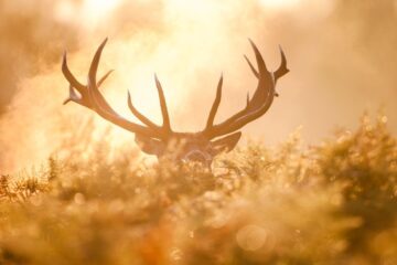 The Best Time of Day to Hunt Deer Late Season: All the Answers Here!