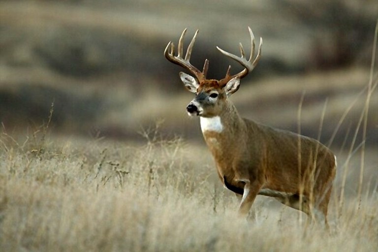 How to Attract Deer Without Baiting Tips You Should Try