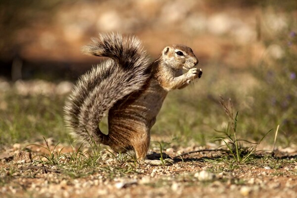 how to preserve a squirrel tail