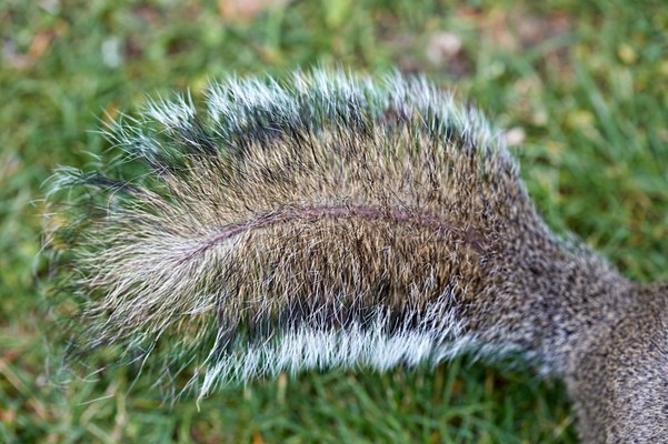 How to Preserve a Squirrel Tail: The Easy Steps to Follow