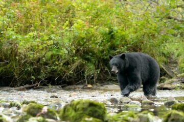 Are Black Bears Color Blind? How the Bear’s Eye Really Works