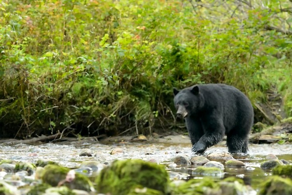 Are Black Bears Color Blind? How the Bear???s Eye Really Works