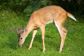 Can Deer Smell Human Urine? The Answers Here!