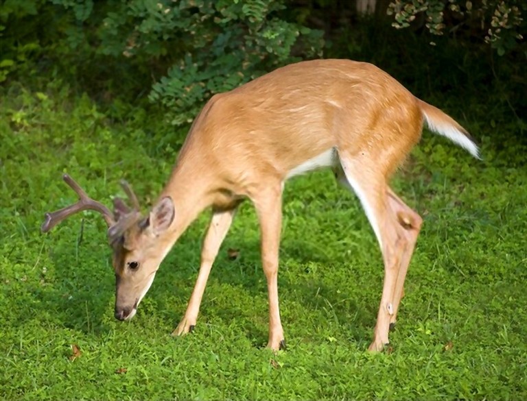 Can Deer Smell Human Urine? The Answers Here!