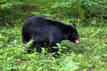 Can I Shoot A Bear On My Property In Virginia? The Real Answers Here!