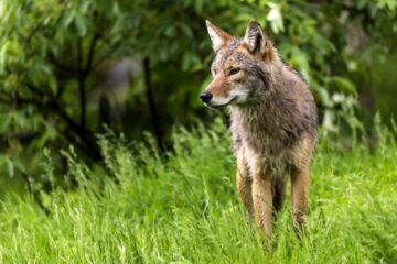 Can You Shoot Coyotes In Florida? What to Learn About Coyote Hunting