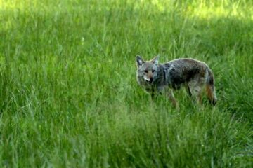 Coyote Hunting During Deer Season: Helpful Tips to Follow