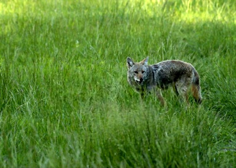 Coyote Hunting During Deer Season Helpful Tips to Follow