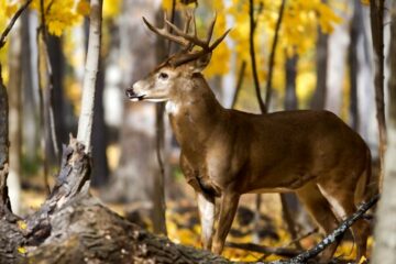 Deer Hunting In Windy Conditions: A Helpful Guide