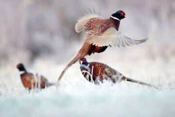 Pheasant Hunting In Snow: A Short Guide To Get Your Catch!