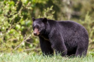 What Does a Black Bear Smell Like? Do They Really Stink?