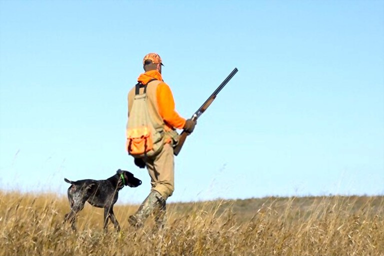 When Does Pheasant Season Open In South Dakota? Exact Dates 2020