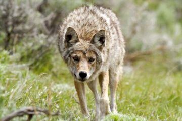 When Is Coyote Breeding Season? The Answers to Learn Now