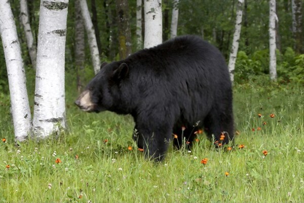 why do people hunt black bears