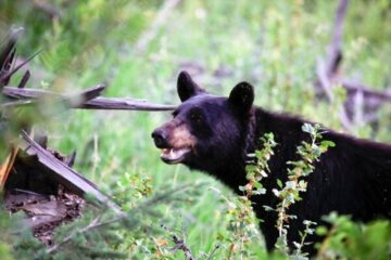 Where to Shoot a Black Bear With a Rifle: Strategic Hunting Tips