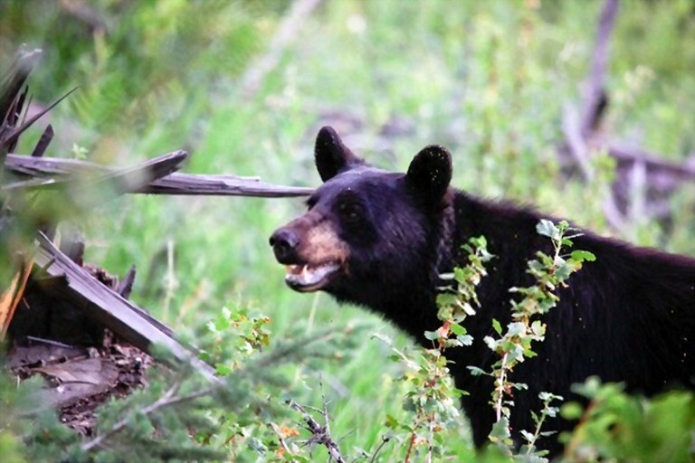 Where to Shoot a Black Bear With a Rifle Strategic Hunting Tips