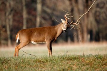 Why Do Deer Rub Their Antlers On Trees?