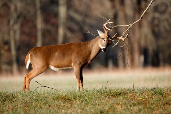 why do deer rub their antlers on trees